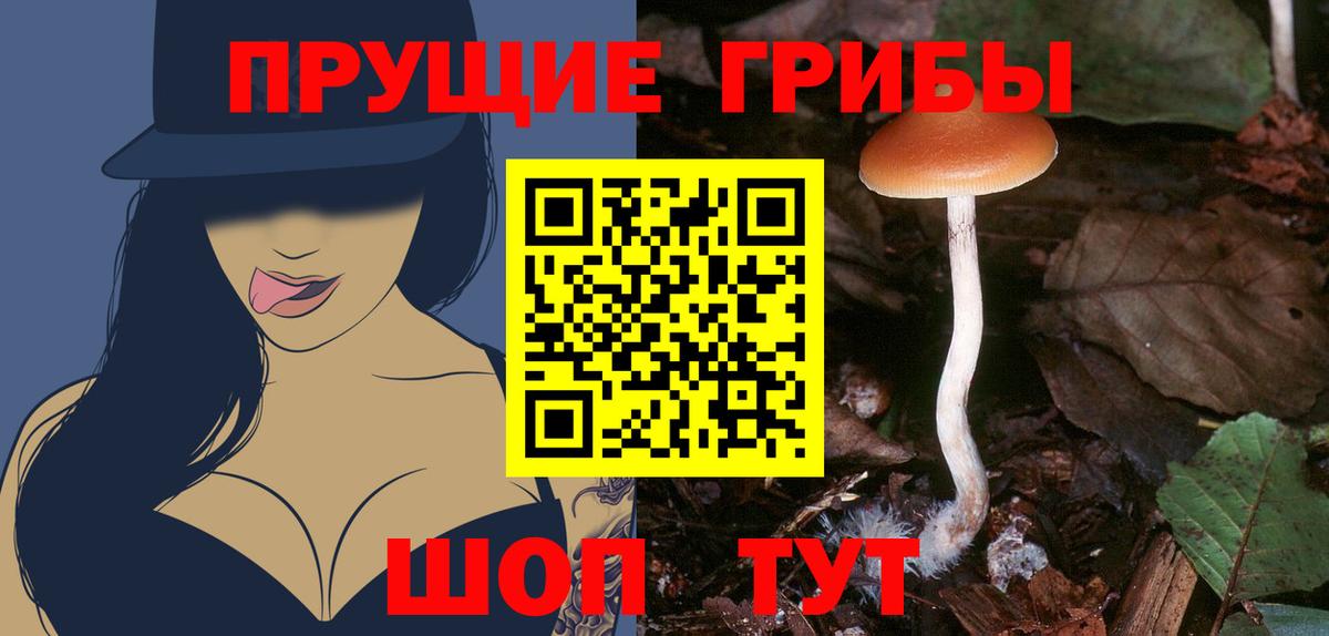 Псилоцибиновые грибы Cubensis  Псилоцибиновые грибы прущие грибы  как найти закладки  Вход с VPN  Санкт-Петербург 